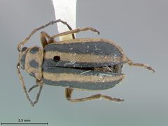 Trirhabda borealis by the Smithsonian. Used under a CC0 license.