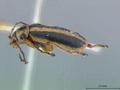 Trirhabda borealis by the Smithsonian. Used under a CC0 license.