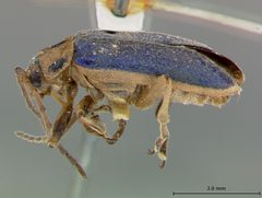 Trirhabda confusa by the Smithsonian. Used under a CC0 license.