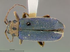 Trirhabda confusa by the Smithsonian. Used under a CC0 license.