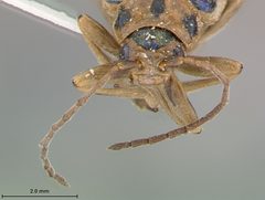 Trirhabda confusa by the Smithsonian. Used under a CC0 license.