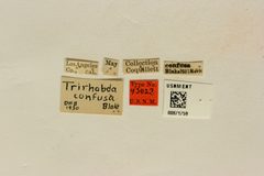 Trirhabda confusa by the Smithsonian. Used under a CC0 license.