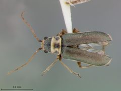 Trirhabda pubicollis by the Smithsonian. Used under a CC0 license.