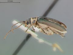 Trirhabda pubicollis by the Smithsonian. Used under a CC0 license.