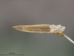 Trirhabda pubicollis by the Smithsonian. Used under a CC0 license.