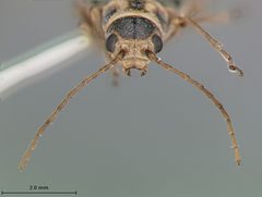 Trirhabda pubicollis by the Smithsonian. Used under a CC0 license.