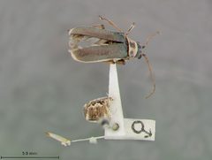 Trirhabda pubicollis by the Smithsonian. Used under a CC0 license.