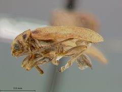 Trirhabda schwarzi by the Smithsonian. Used under a CC0 license.