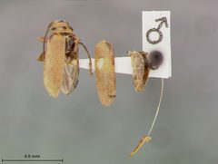 Trirhabda schwarzi by the Smithsonian. Used under a CC0 license.
