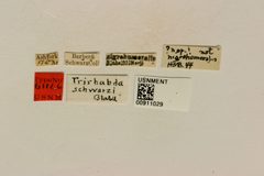 Trirhabda schwarzi by the Smithsonian. Used under a CC0 license.