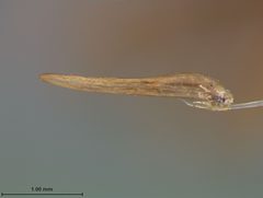 Trirhabda schwarzi by the Smithsonian. Used under a CC0 license.