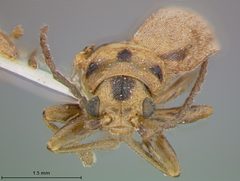 Trirhabda schwarzi by the Smithsonian. Used under a CC0 license.