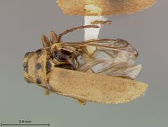 Trirhabda schwarzi by the Smithsonian. Used under a CC0 license.