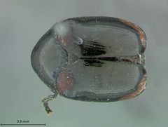 Urodera inflata by the Smithsonian. Used under a CC0 license.