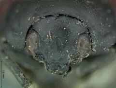 Urodera inflata by the Smithsonian. Used under a CC0 license.