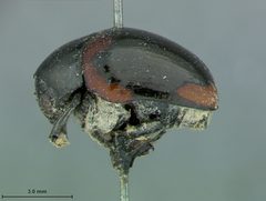 Urodera inflata by the Smithsonian. Used under a CC0 license.