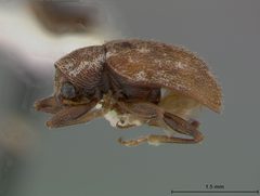 Xanthonia decemnotata by the Smithsonian. Used under a CC0 license.