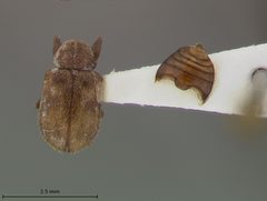 Xanthonia decemnotata by the Smithsonian. Used under a CC0 license.