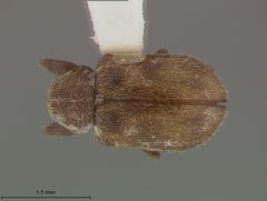 Xanthonia decemnotata by the Smithsonian. Used under a CC0 license.