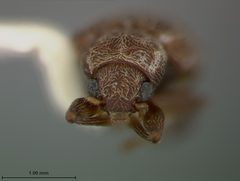 Xanthonia decemnotata by the Smithsonian. Used under a CC0 license.