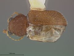 Xanthonia serrata by the Smithsonian. Used under a CC0 license.