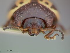 Zygogramma arizonica by the Smithsonian. Used under a CC0 license.