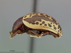 Zygogramma arizonica by the Smithsonian. Used under a CC0 license.
