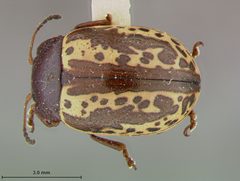 Zygogramma arizonica by the Smithsonian. Used under a CC0 license.