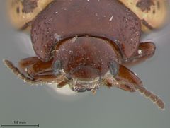 Zygogramma estriata by the Smithsonian. Used under a CC0 license.