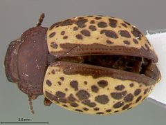 Zygogramma estriata by the Smithsonian. Used under a CC0 license.
