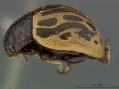 Zygogramma heterothecae by the Smithsonian. Used under a CC0 license.
