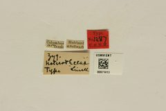 Zygogramma heterothecae by the Smithsonian. Used under a CC0 license.