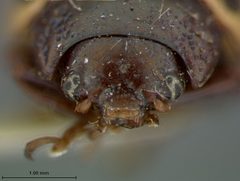 Zygogramma heterothecae by the Smithsonian. Used under a CC0 license.