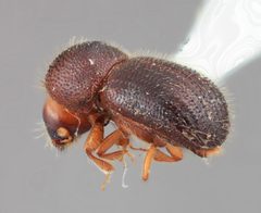 Ambrosiodmus alexae by the Smithsonian. Used under a CC0 license.