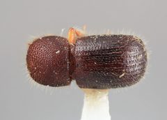Ambrosiodmus alexae by the Smithsonian. Used under a CC0 license.