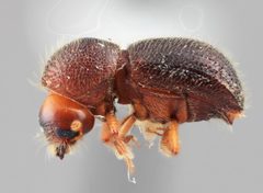 Ambrosiodmus alexae by the Smithsonian. Used under a CC0 license.