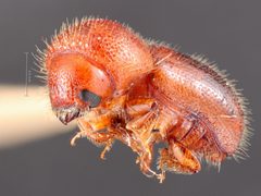 Ambrosiodmus guatemalensis by the Smithsonian. Used under a CC0 license.