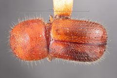 Ambrosiodmus guatemalensis by the Smithsonian. Used under a CC0 license.