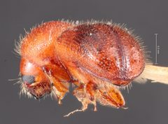 Ambrosiodmus guatemalensis by the Smithsonian. Used under a CC0 license.