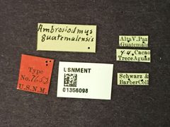 Ambrosiodmus guatemalensis by the Smithsonian. Used under a CC0 license.