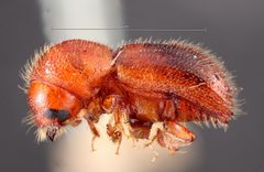 Ambrosiodmus guatemalensis by the Smithsonian. Used under a CC0 license.