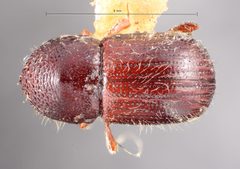 Anisandrus sayi by the Smithsonian. Used under a CC0 license.