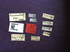 Anisandrus sayi by the Smithsonian. Used under a CC0 license.