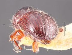 Anisandrus sayi by the Smithsonian. Used under a CC0 license.