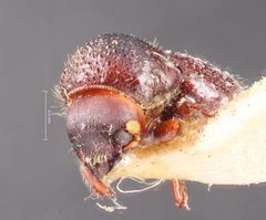 Anisandrus sayi by the Smithsonian. Used under a CC0 license.