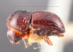 Anisandrus sayi by the Smithsonian. Used under a CC0 license.