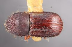 Anisandrus swainei by the Smithsonian. Used under a CC0 license.
