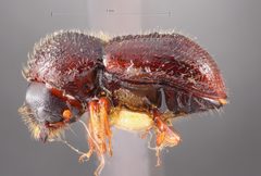 Anisandrus swainei by the Smithsonian. Used under a CC0 license.