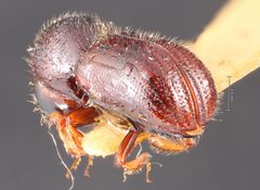Anisandrus swainei by the Smithsonian. Used under a CC0 license.