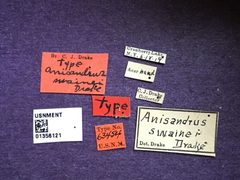 Anisandrus swainei by the Smithsonian. Used under a CC0 license.